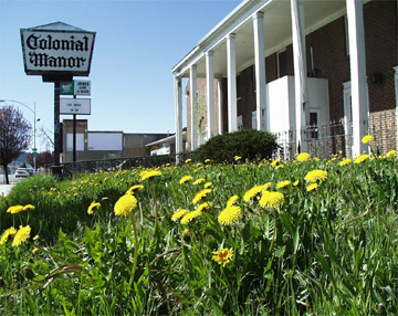 dandilions