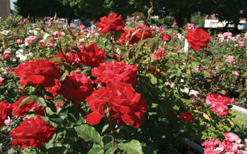 roses