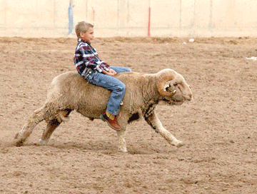 SHEEP