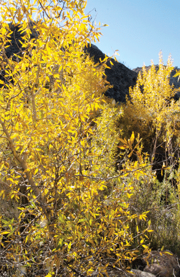 fall